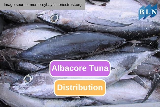 The Fascinating Distribution of Albacore Tuna